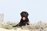 CANE CORSO 205